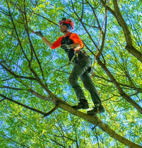 Tree trimming Salina KS