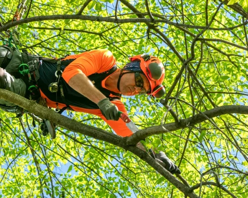 Salina KS Tree Trimming
