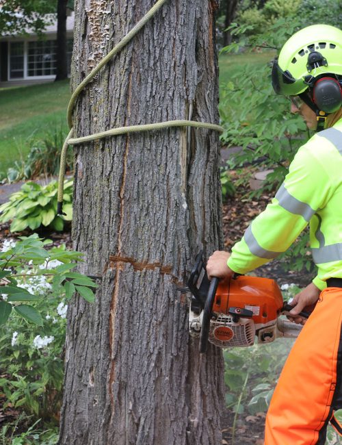 Tree removal Salina KS