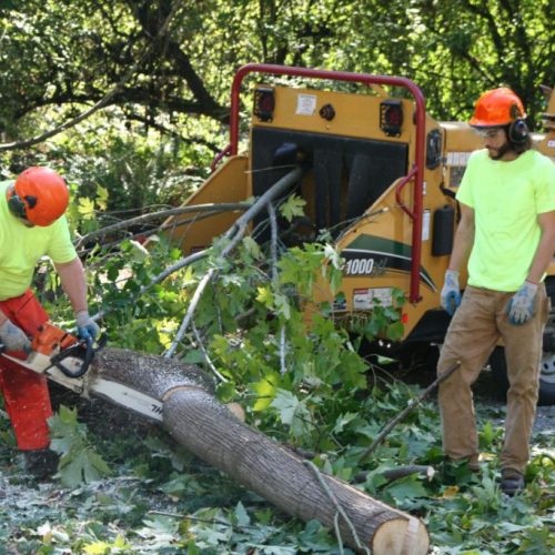 Salina KS Tree Removal