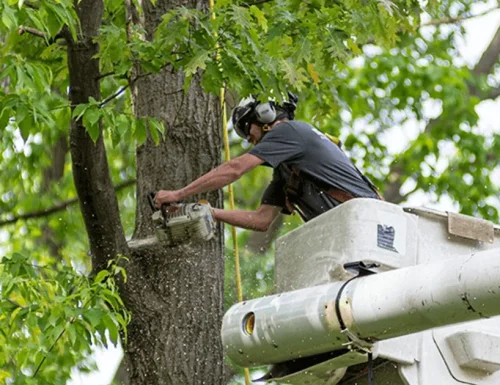 Emergency tree removal Salina KS