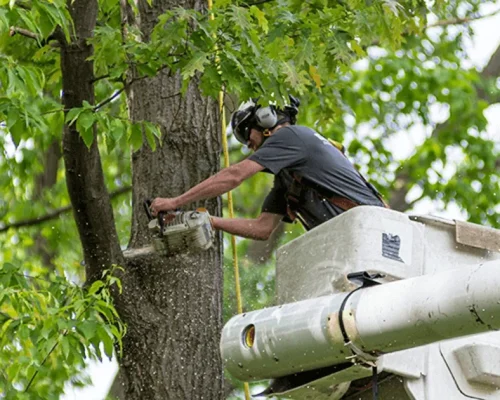 Emergency tree removal Salina KS