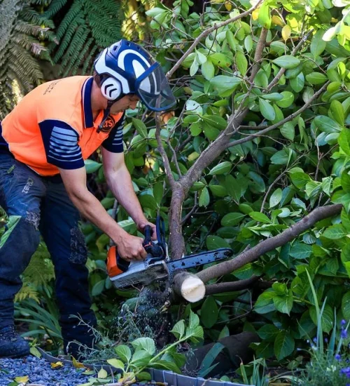 Salina Emergency Tree Removal
