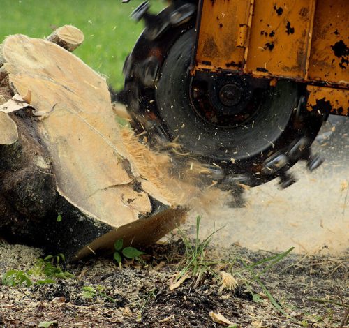 Stump grinding Salina