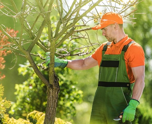 Salina KS Emergency Tree Removal